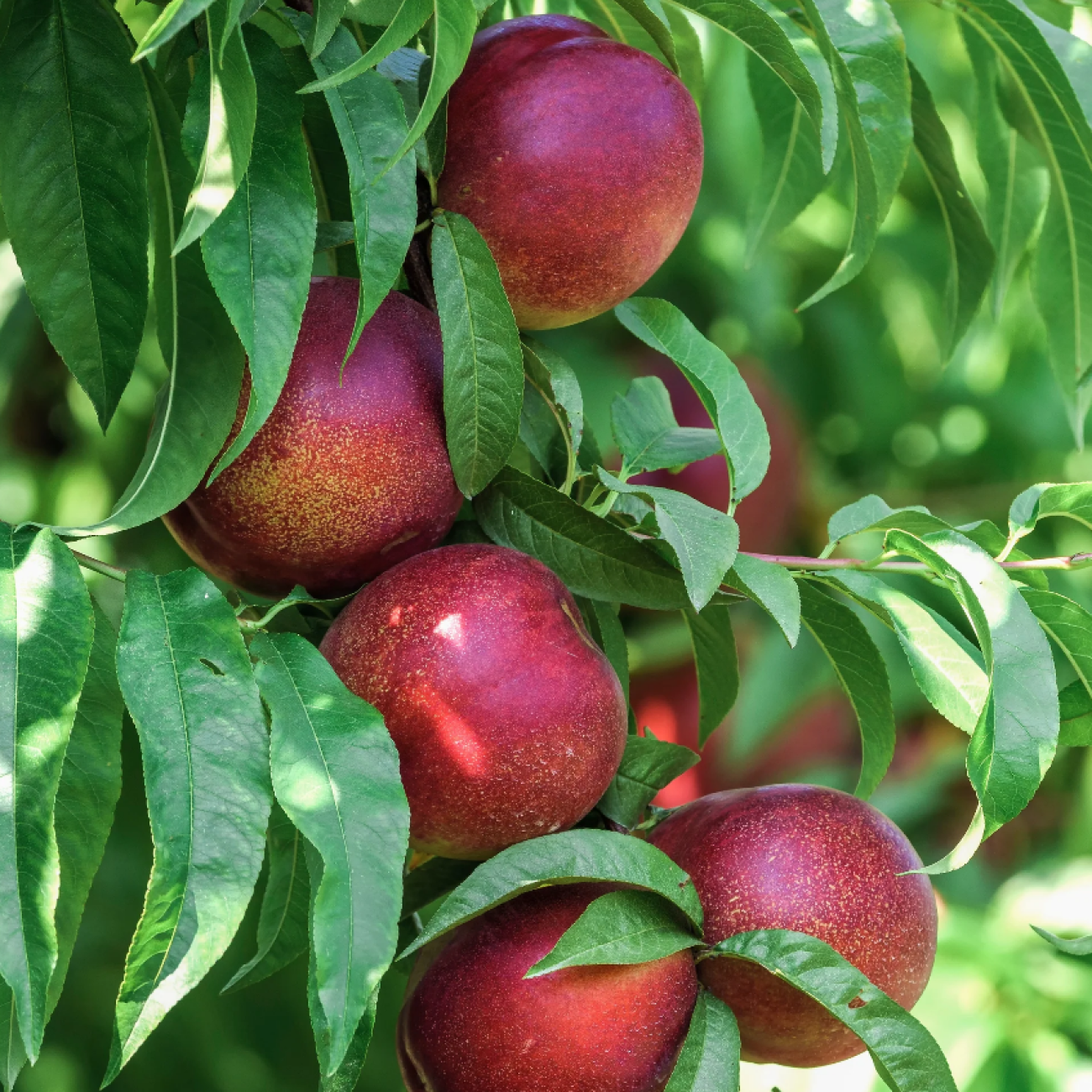 Obrázok Nektárinka (Prunus nucipersica) ´BIG TOP´ - stredne skorá, výška 150-180 cm, obvod kmeňa 4/6 cm, kont. C10L